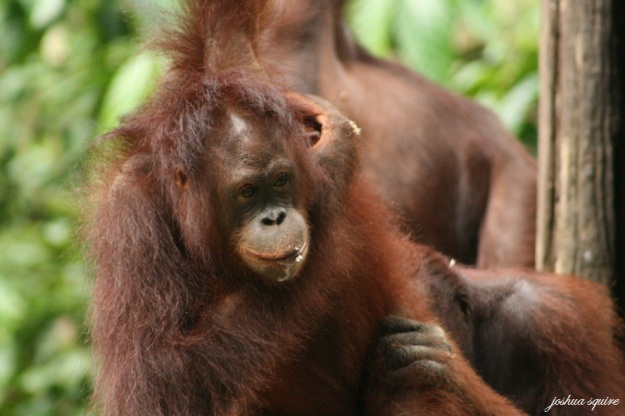 The orangutan – an animal of human-like intelligence and emotion, has become a rare sight in the wild due to extreme levels of deforestation for farmland to support South-East Asia’s growing human population.